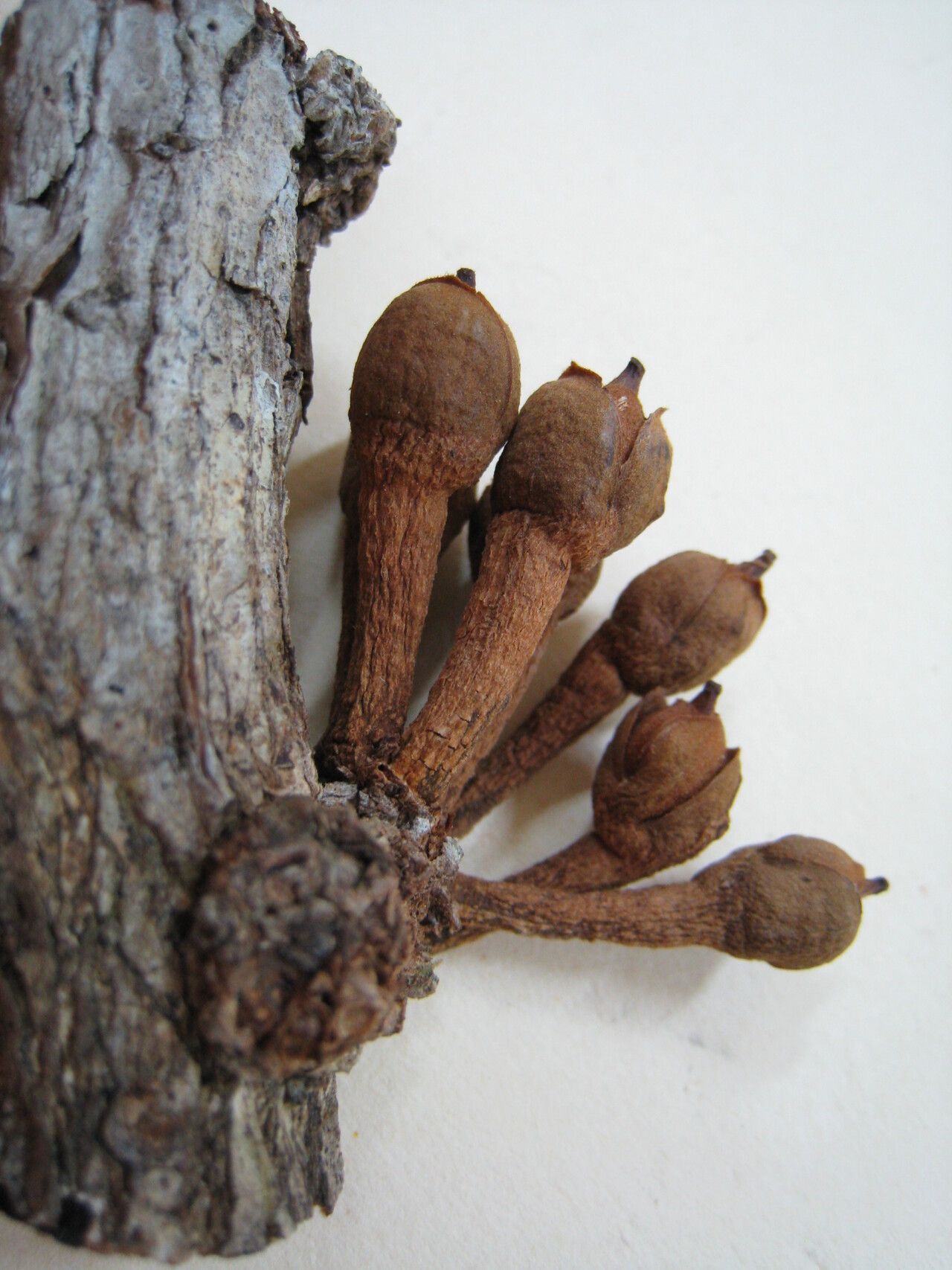 Micropholis cayennensis other