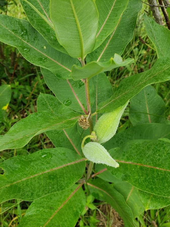 Asclepias viridiflora fruit
