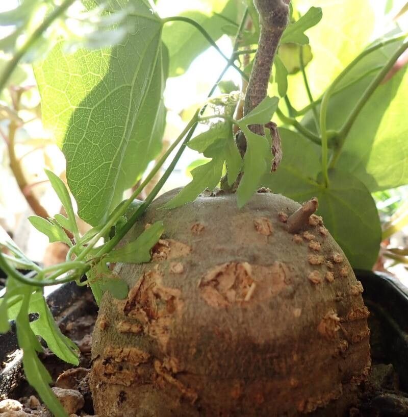 Kedrostis gijef — search result for 'Kedrostis'