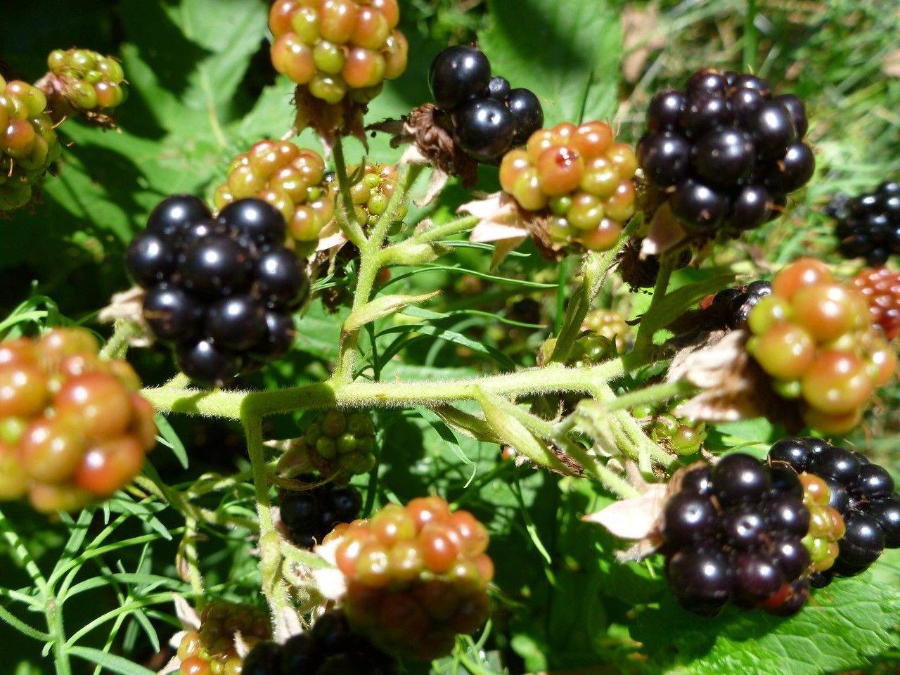 Rubus phyllostachys fruit