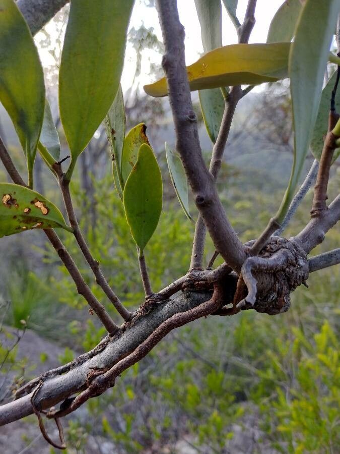 Dendrophthoe vitellinus habit