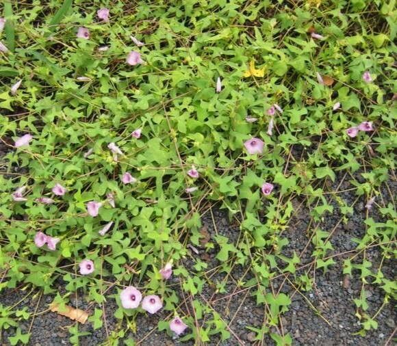 Ipomoea incarnata habit