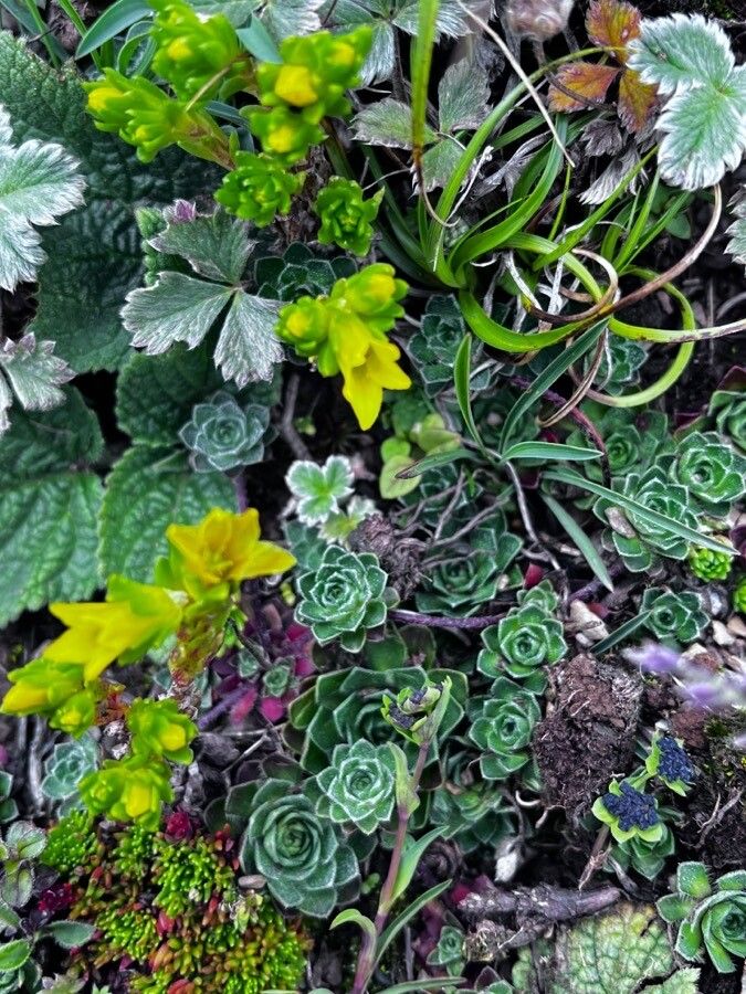 Saxifraga chrysantha — search result for 'Saxifraga'