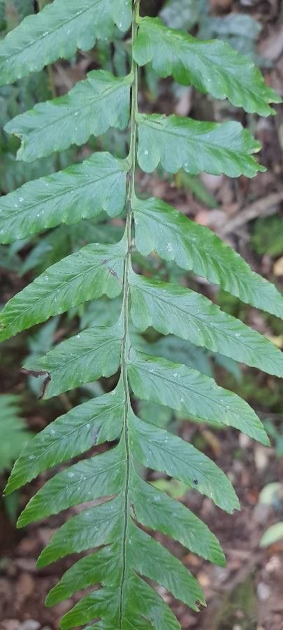 Diplazium cristatum — houseplant care guide