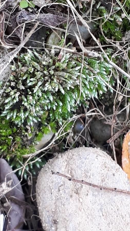 Bryum argenteum flower