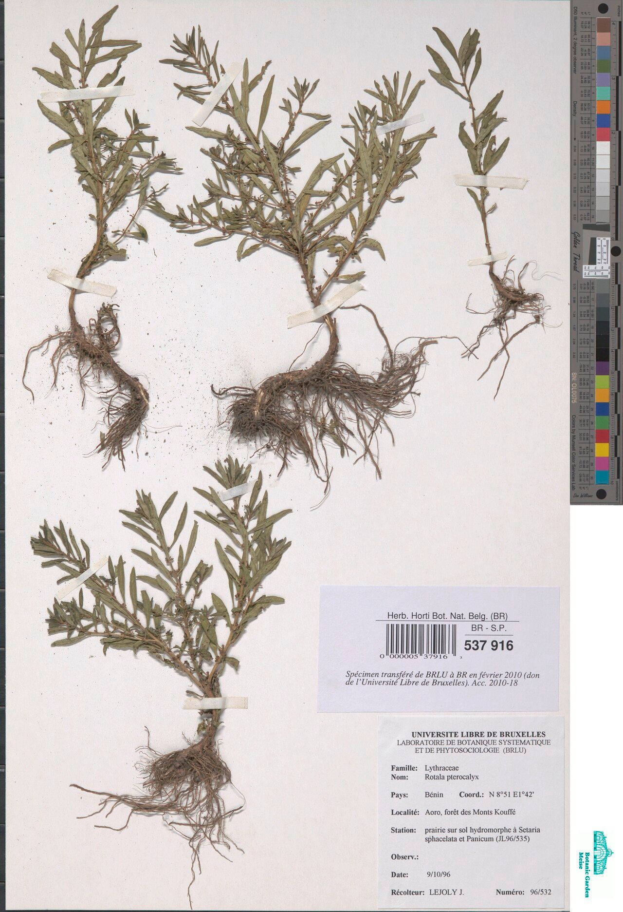 Rotala pterocalyx — search result for 'Rotala'