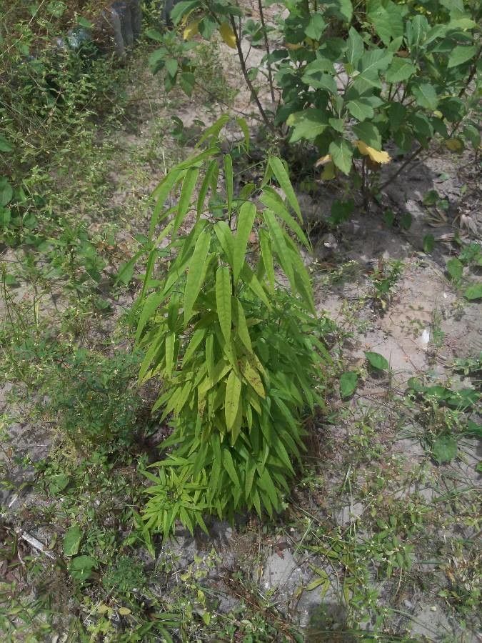 Arrabidaea chica — houseplant care guide