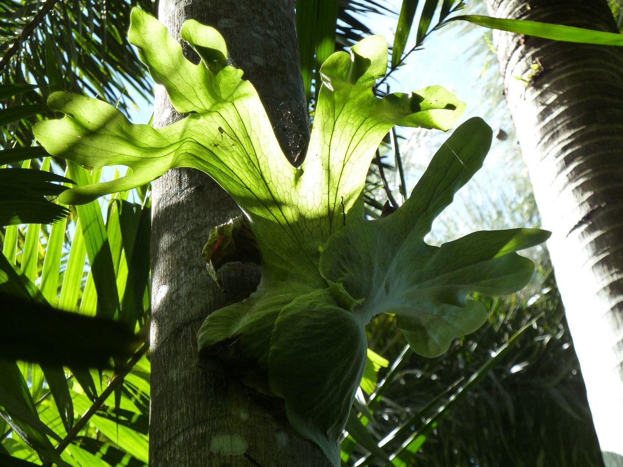 Platycerium holttumii leaf