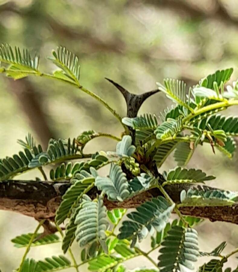 Acacia furcatispina other