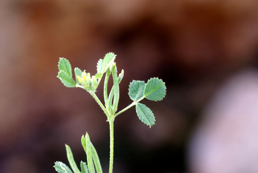 Medicago polyceratia other