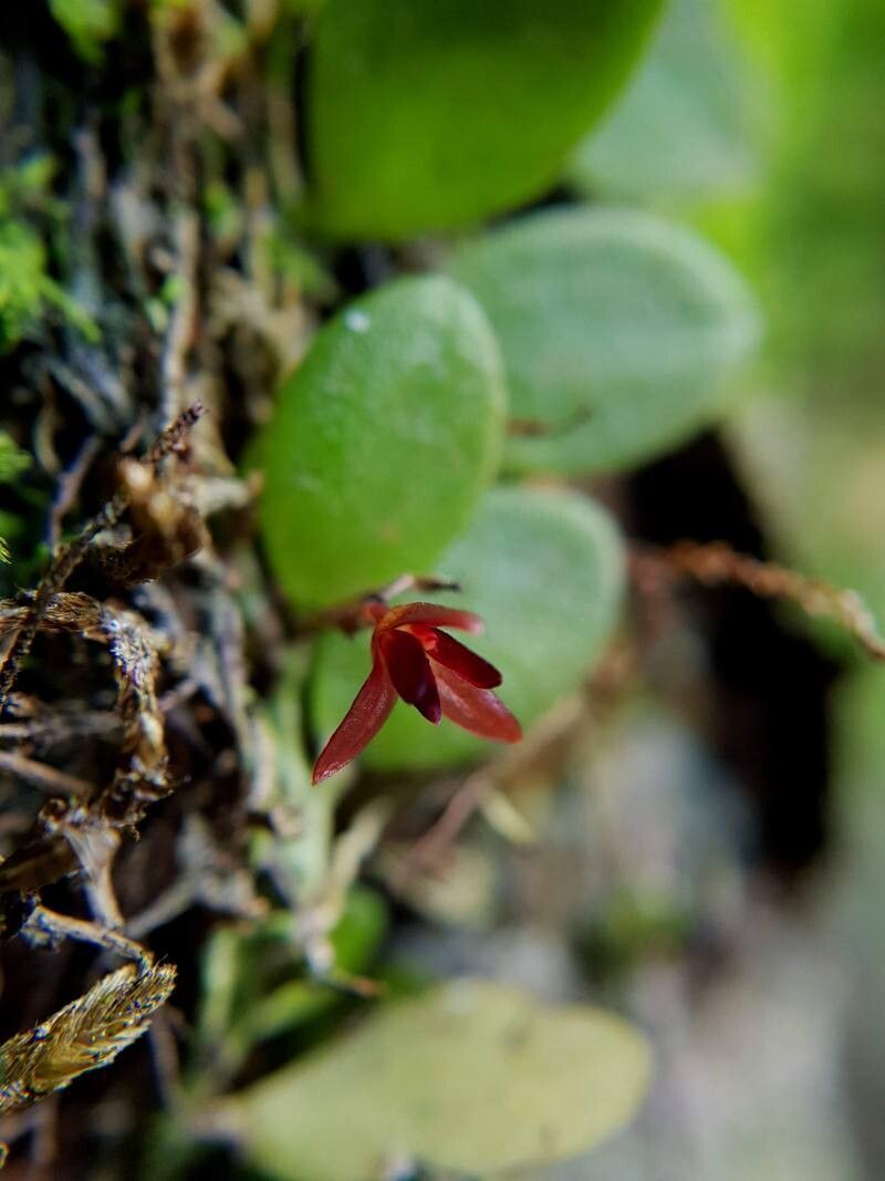 Anathallis lewisiae flower