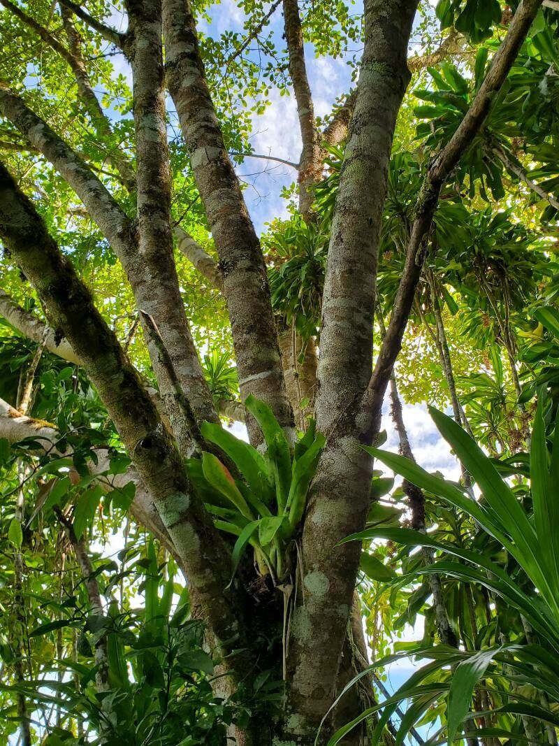 Ficus hartwegii bark