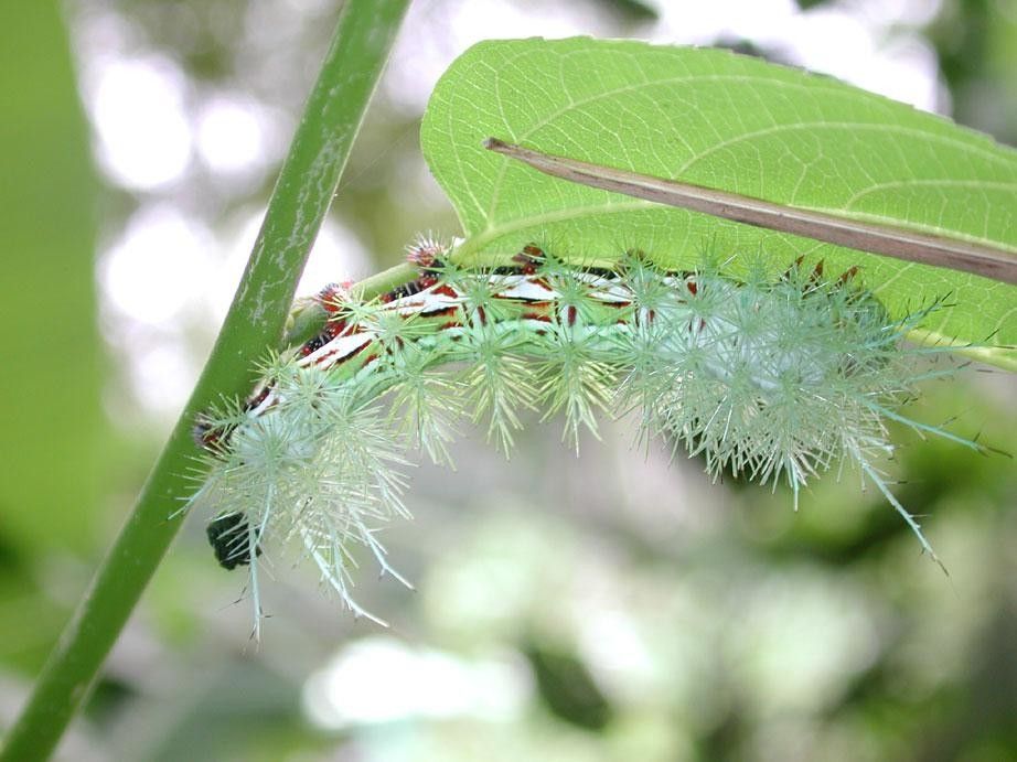 Pouzolzia obliqua fruit