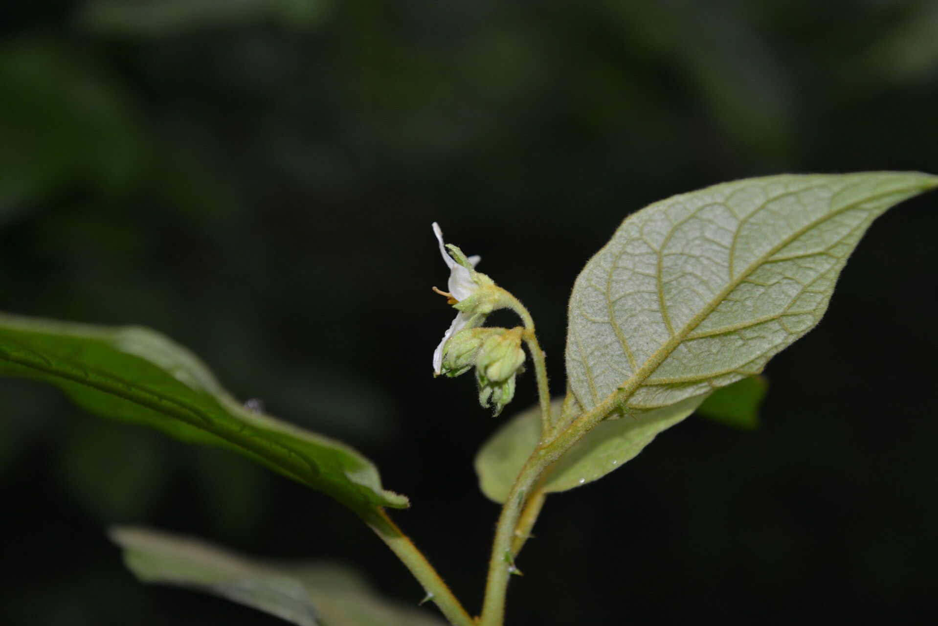 Solanum accrescens — houseplant care guide