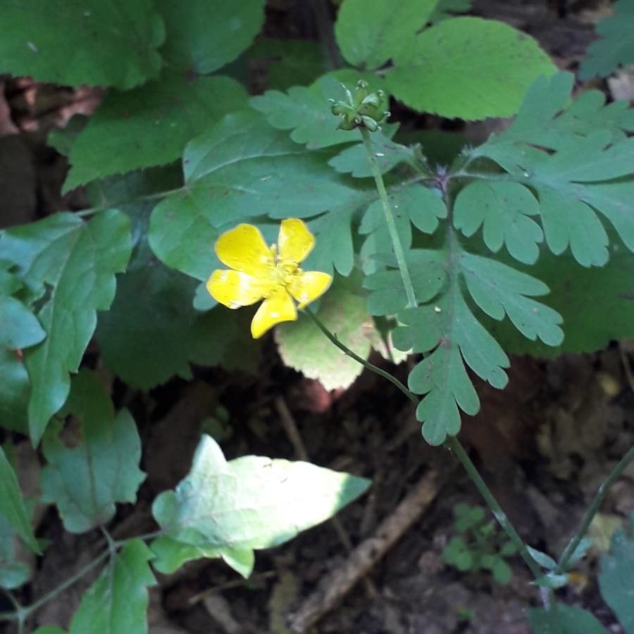 Anemone ranunculoides fruit