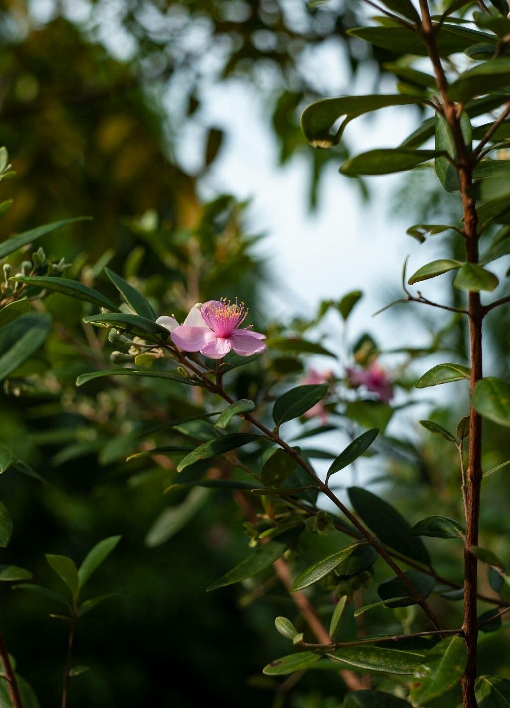 Rhodomyrtus tomentosa flower