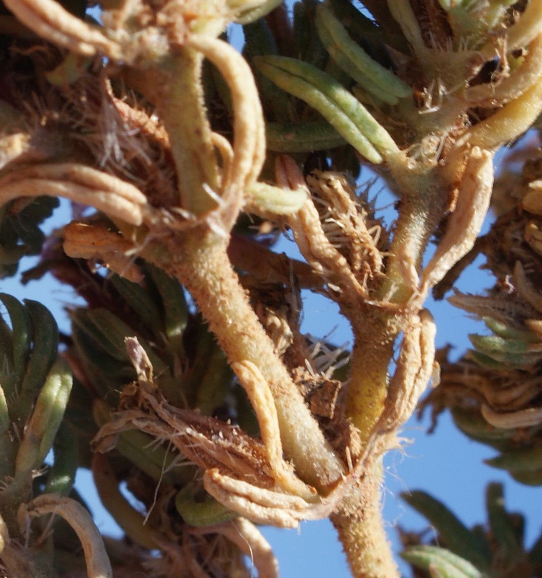 Frankenia composita other