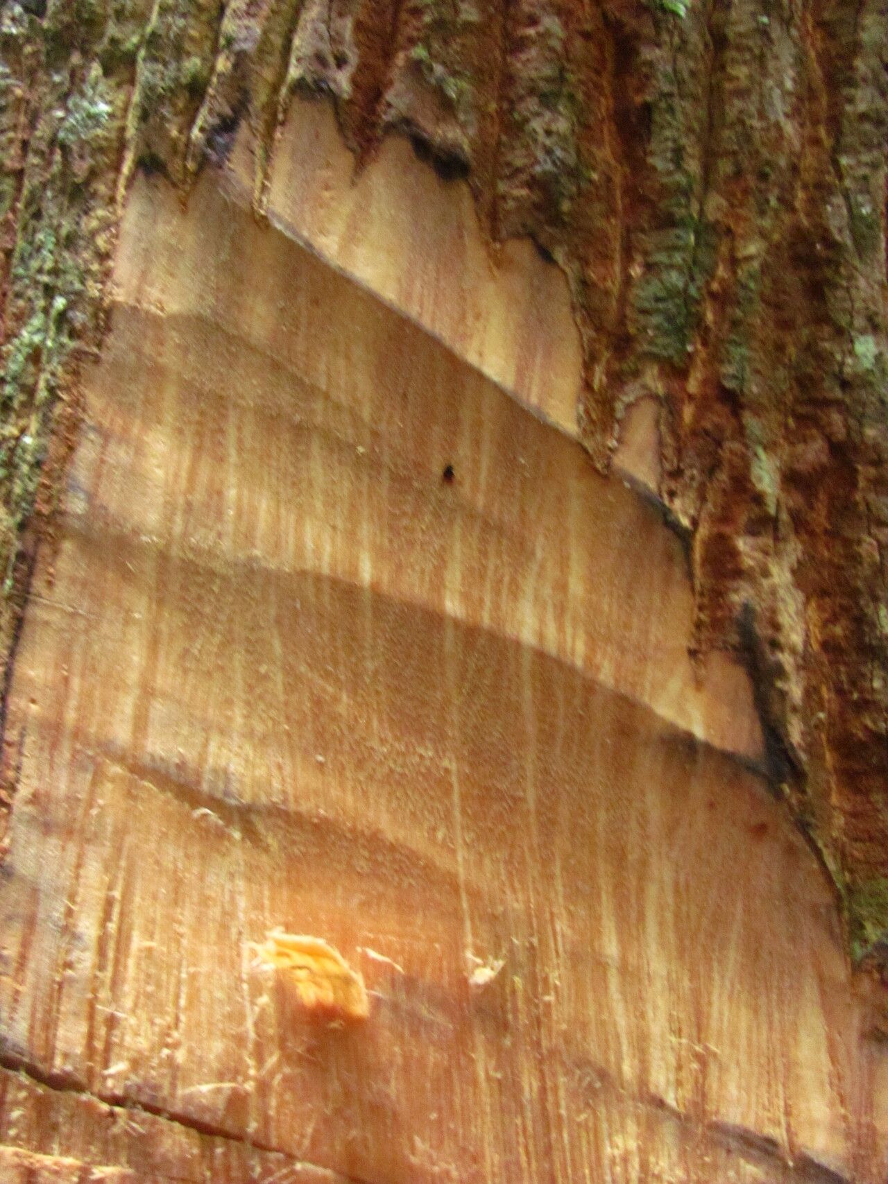 Xylopia letestui bark