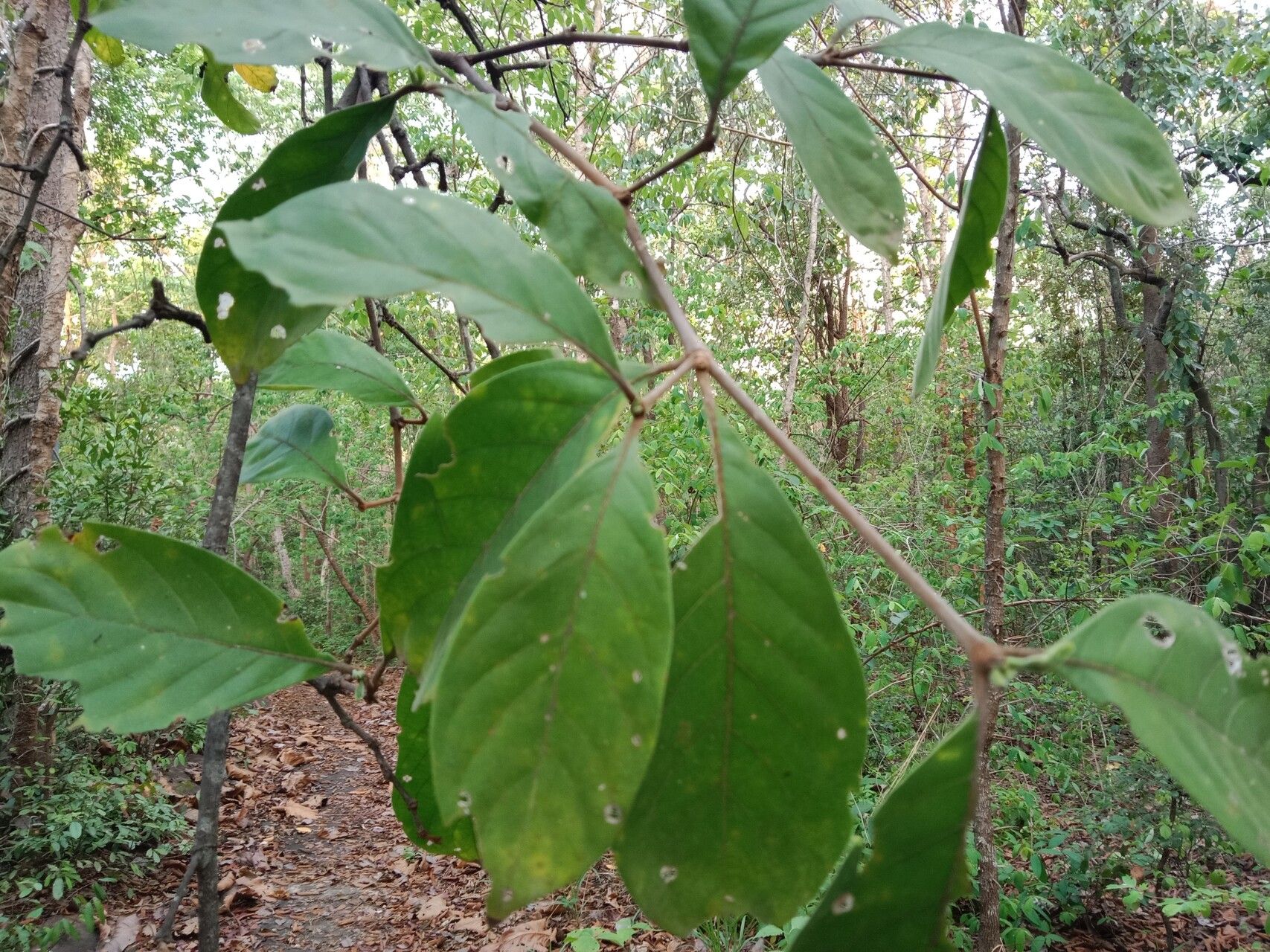 Parinari anamensis — related species from the same genus