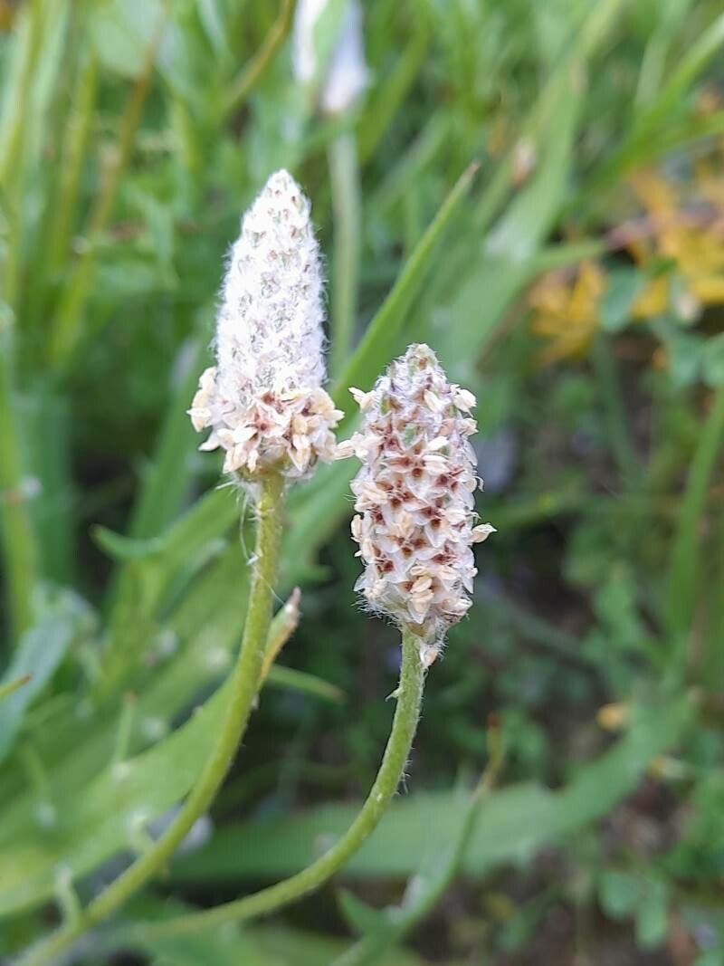 Plantago notata flower