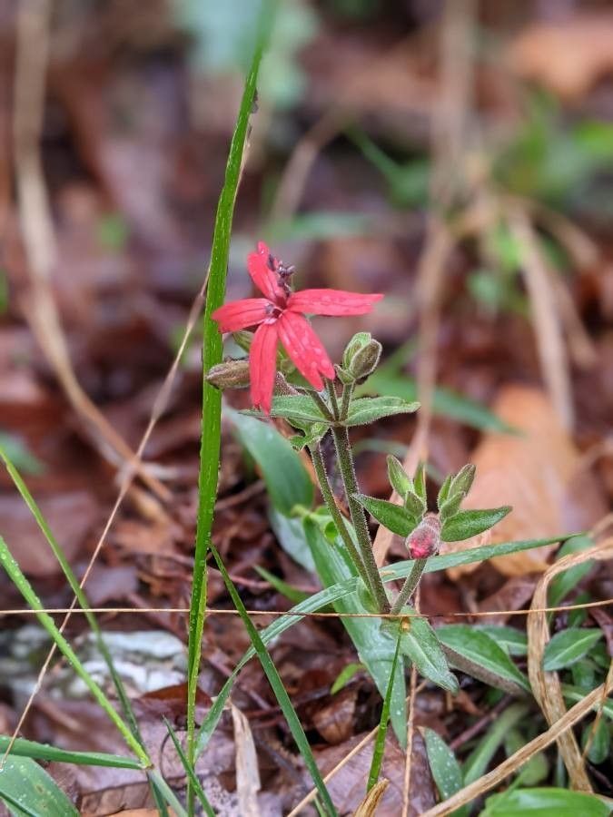 Silene virginica flower