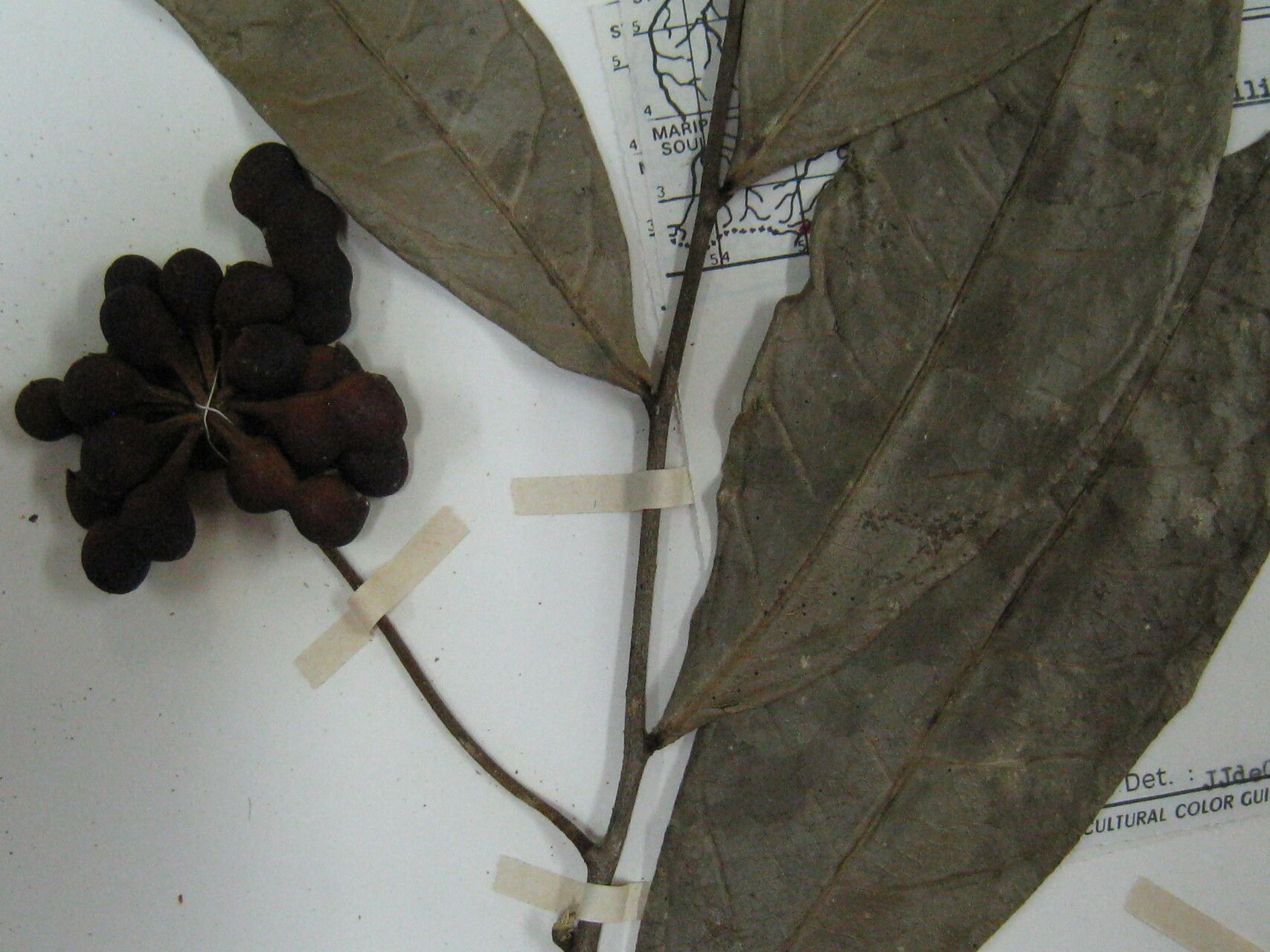 Cymbopetalum brasiliense other