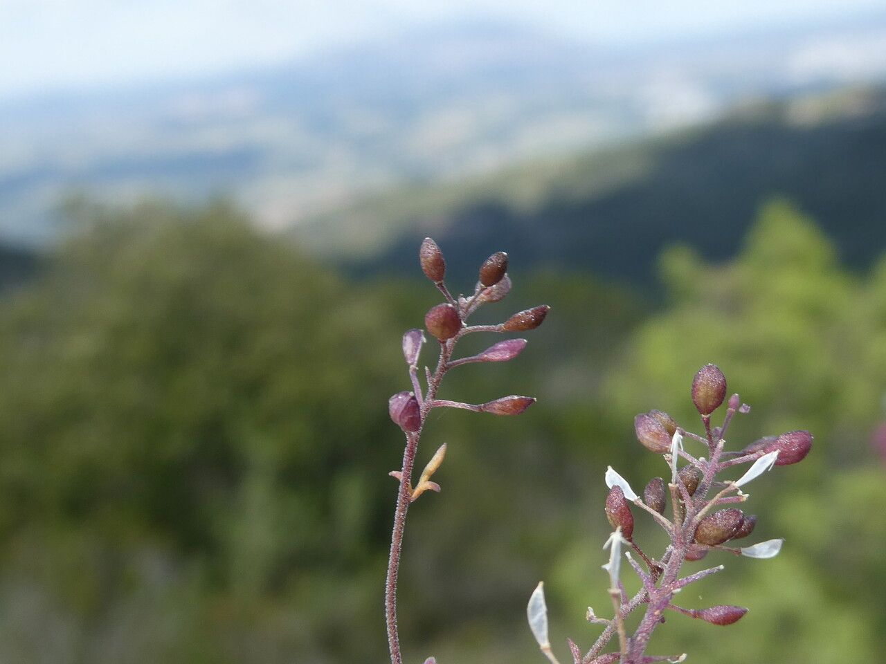 Hornungia petraea fruit
