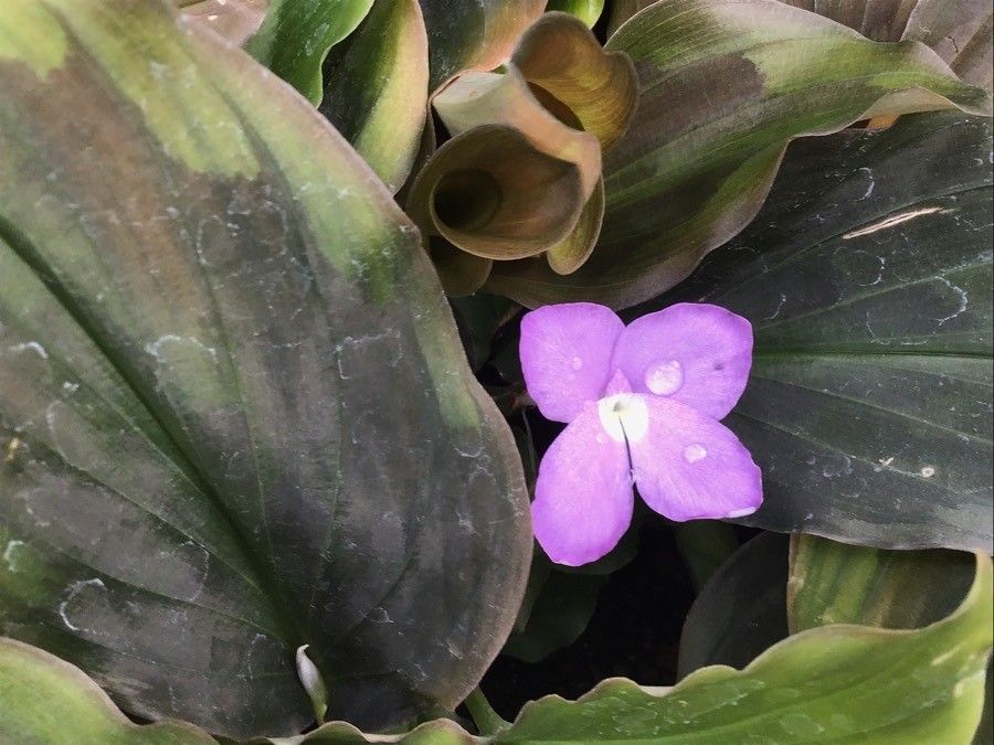 Kaempferia pulchra flower