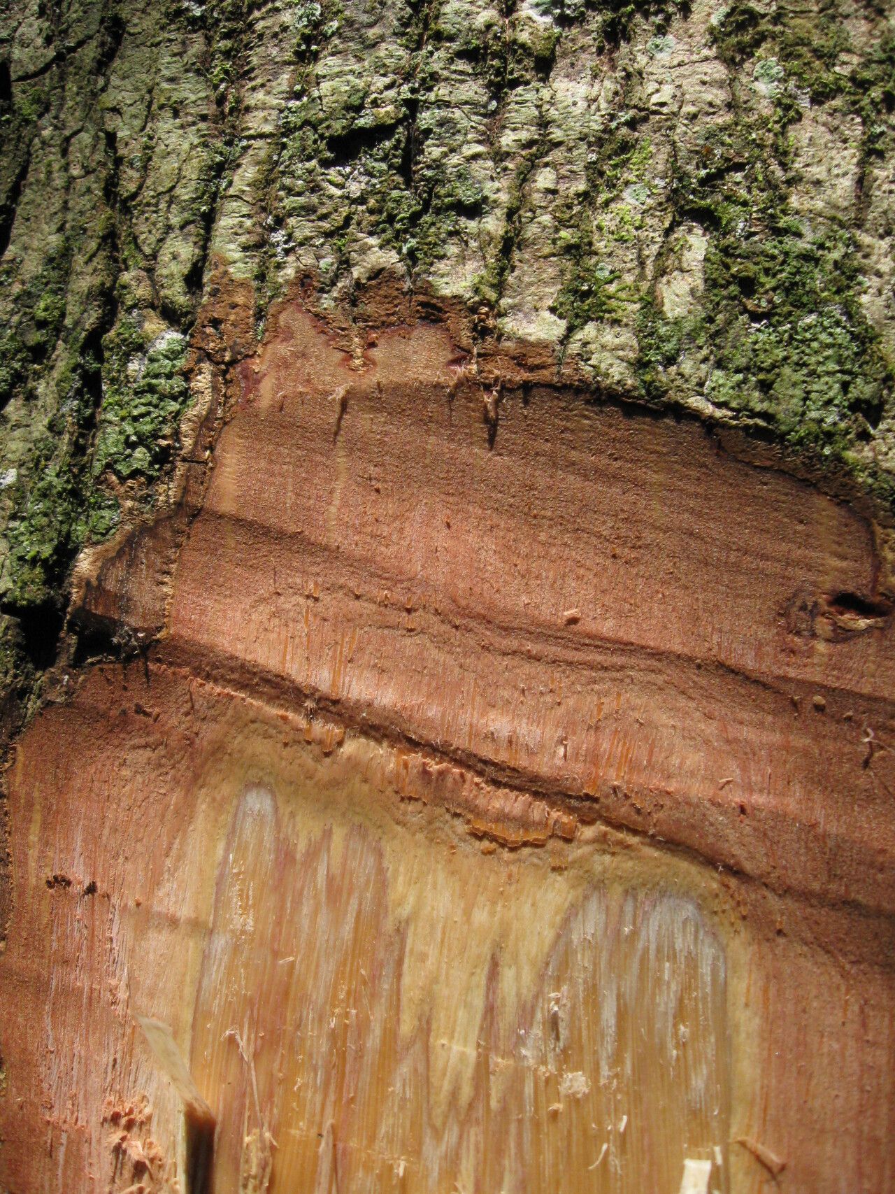 Terminalia hylodendron bark