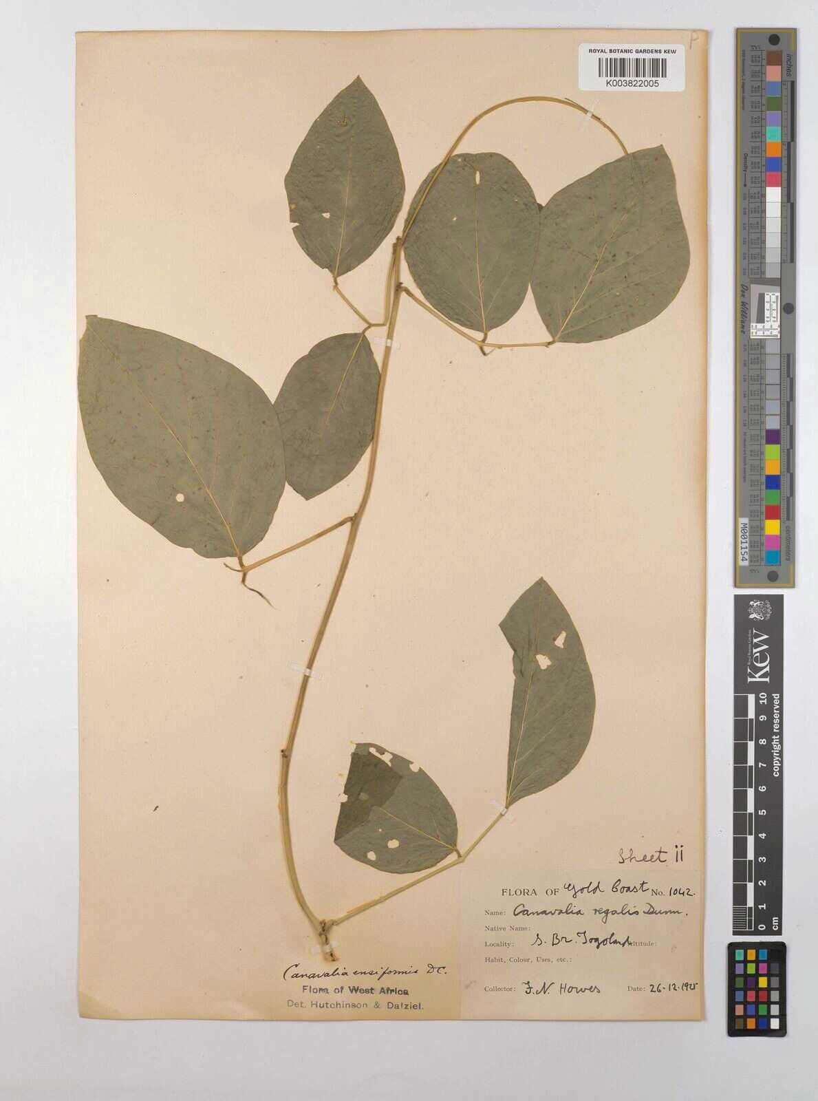 Canavalia regalis — houseplant care guide