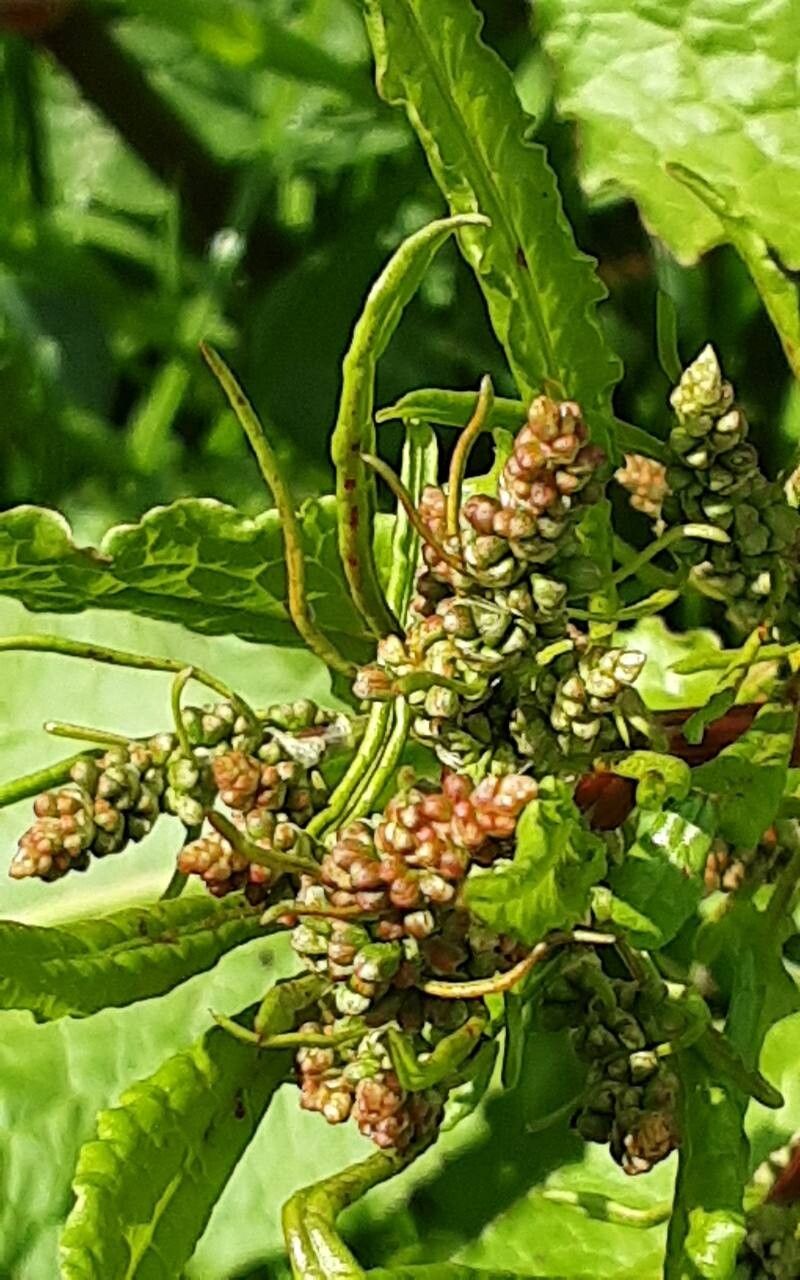 Rumex × acutus flower