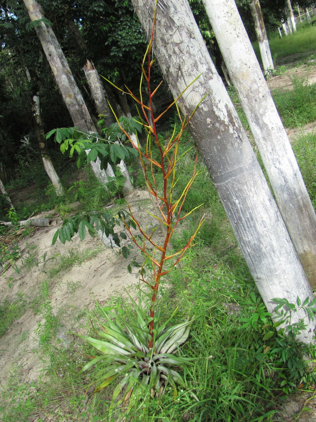 Tillandsia adpressiflora habit