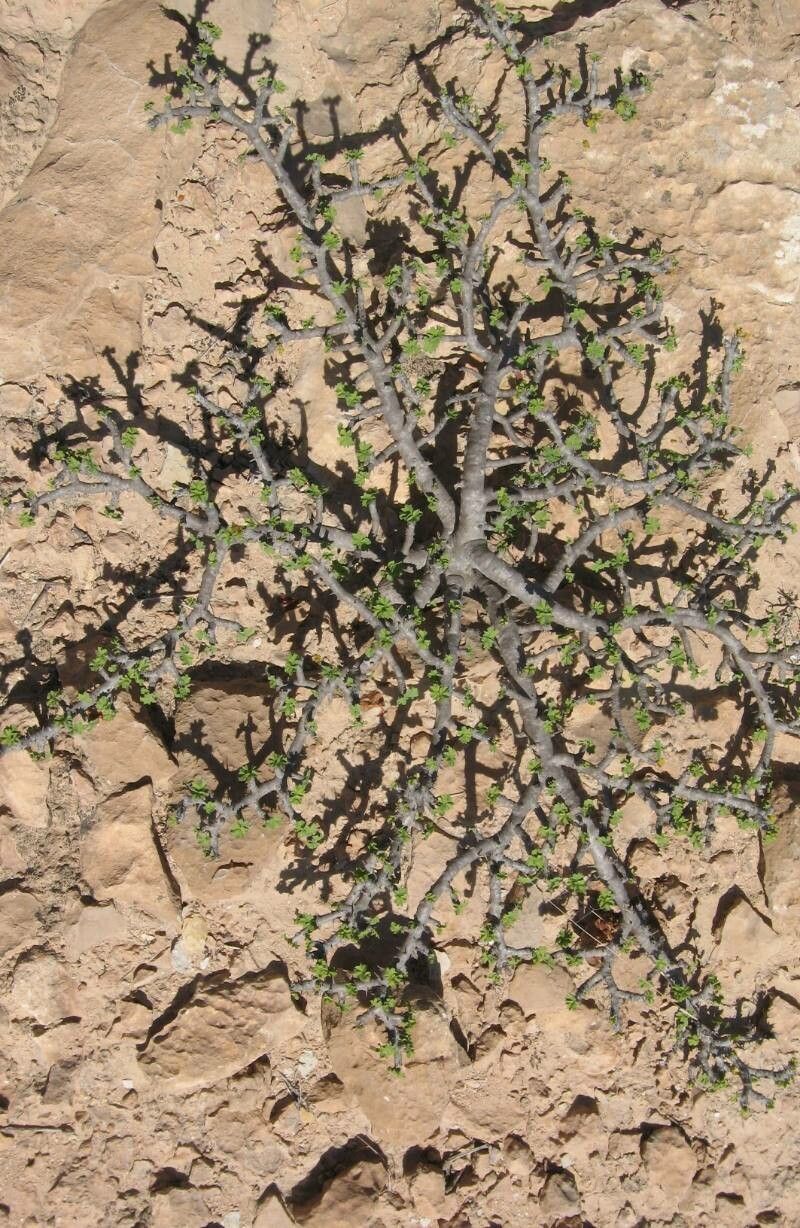 Jatropha cuneata bark