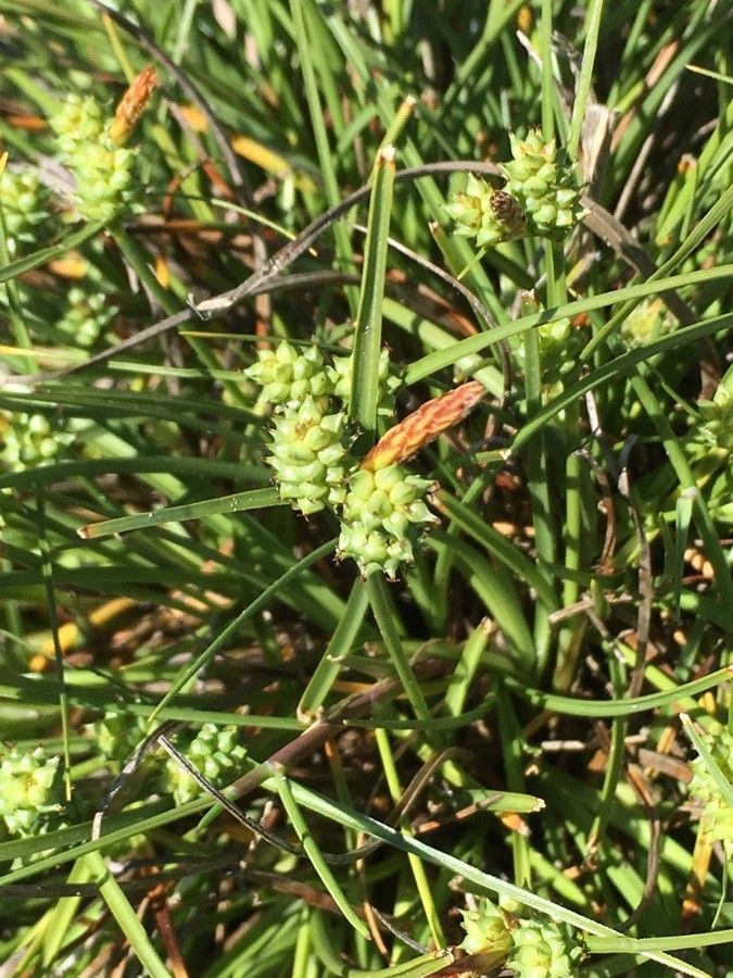 Carex extensa flower