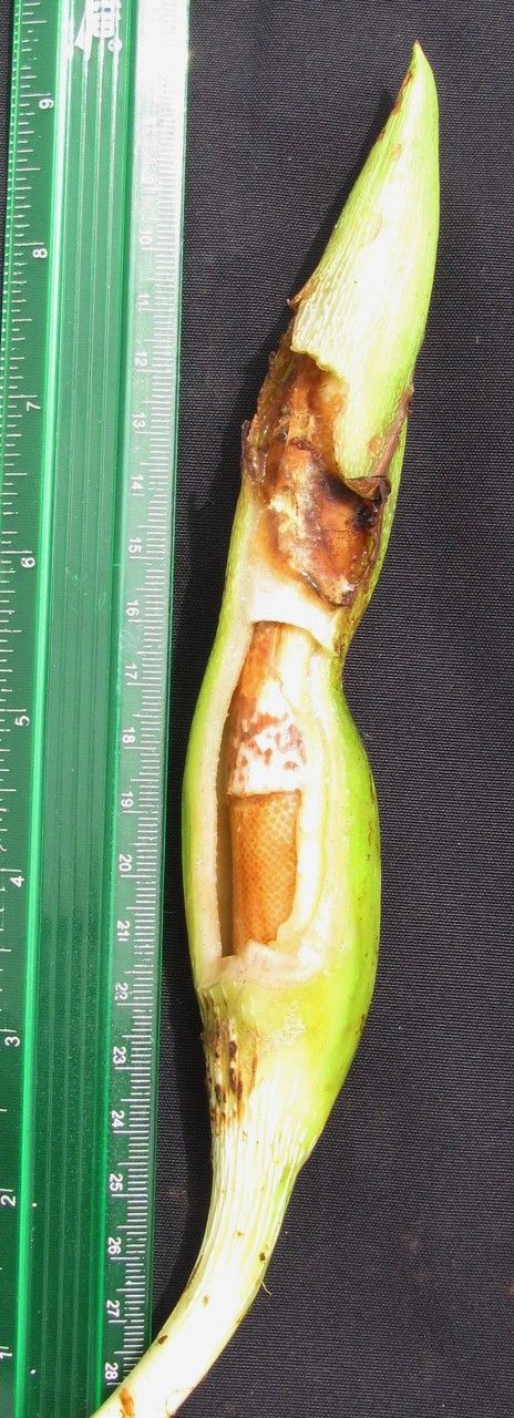 Philodendron thalassicum fruit