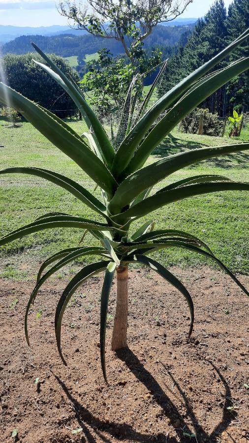 Aloe barberae — search result for 'Mozambique'