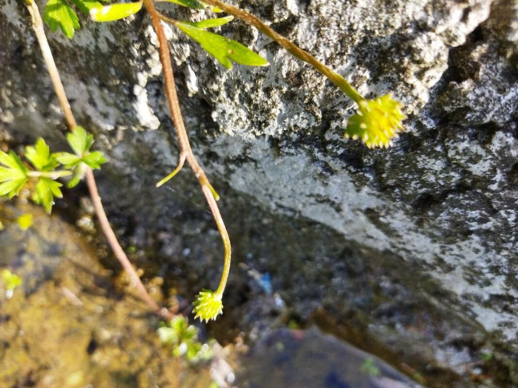 Potentilla supina fruit