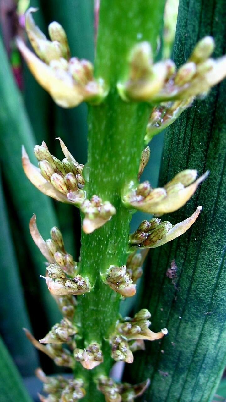 Dracaena pearsonii flower