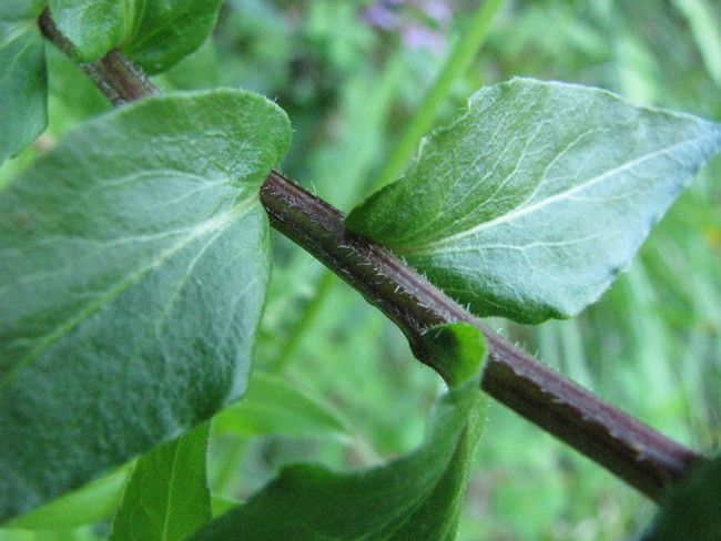 Campanula precatoria bark