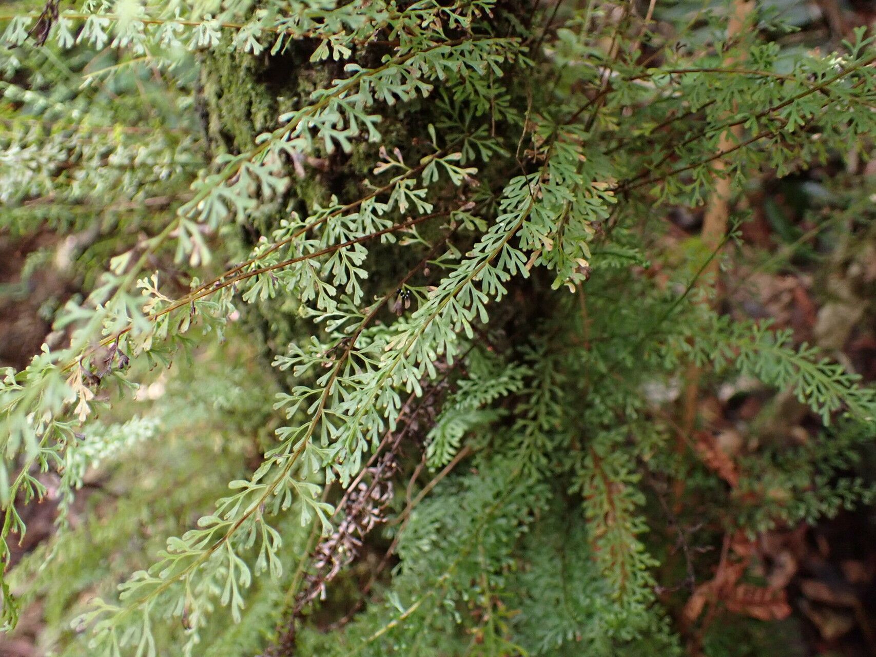 Odontosoria goudotiana — houseplant care guide