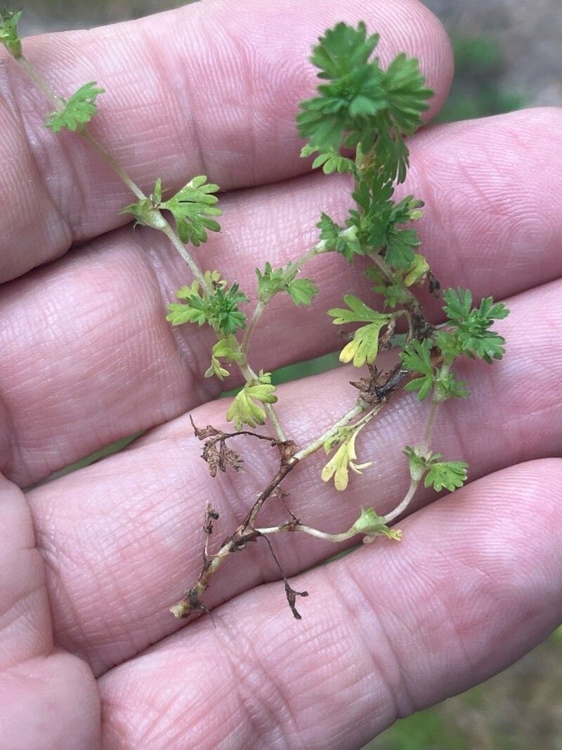 Alchemilla australis habit