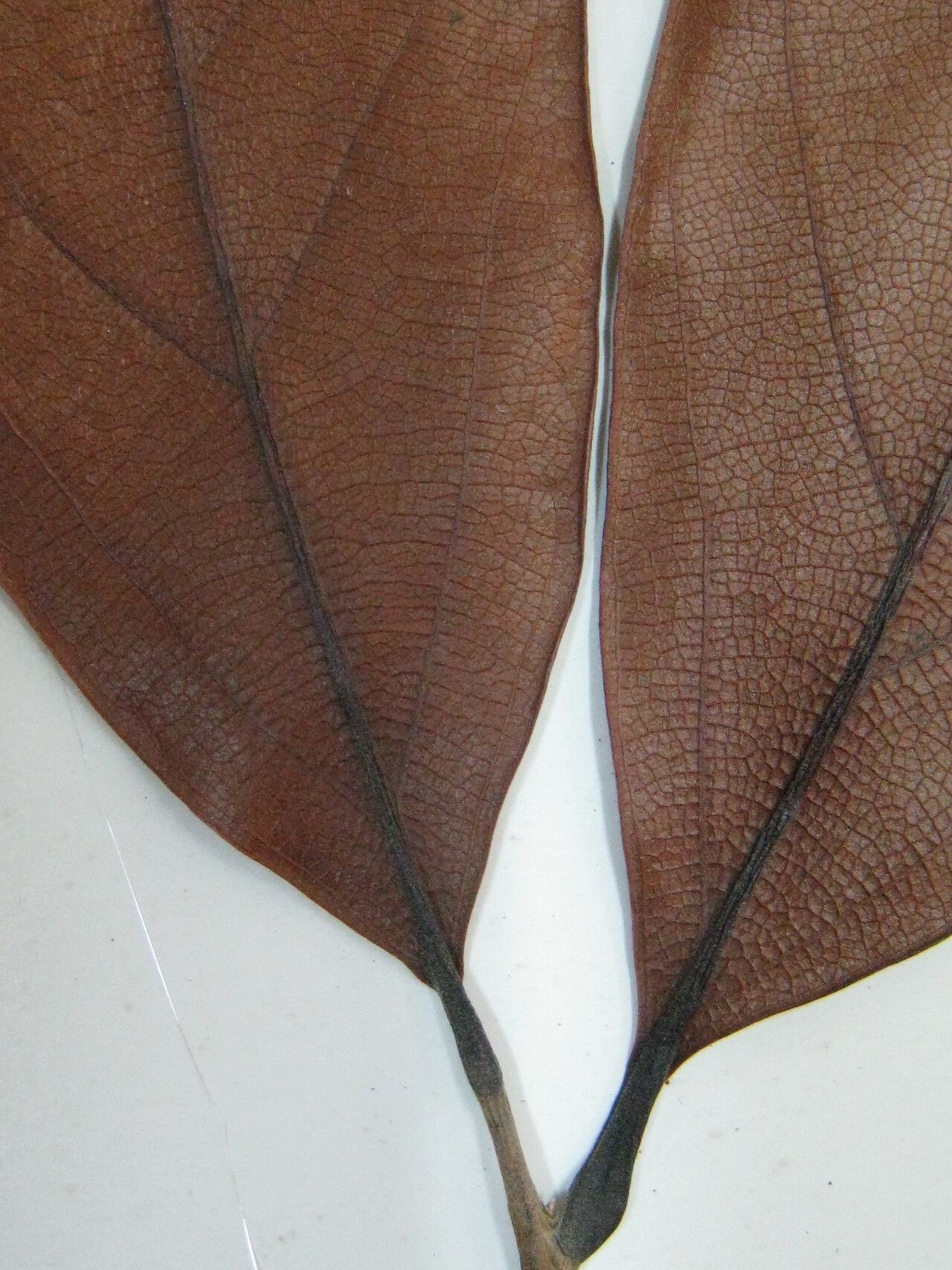 Aniba jenmanii other