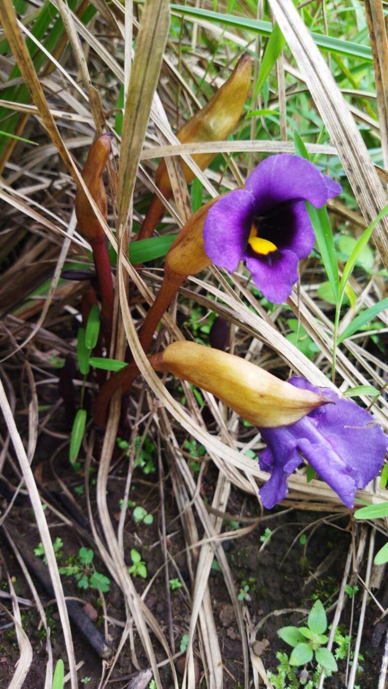 Aeginetia acaulis flower