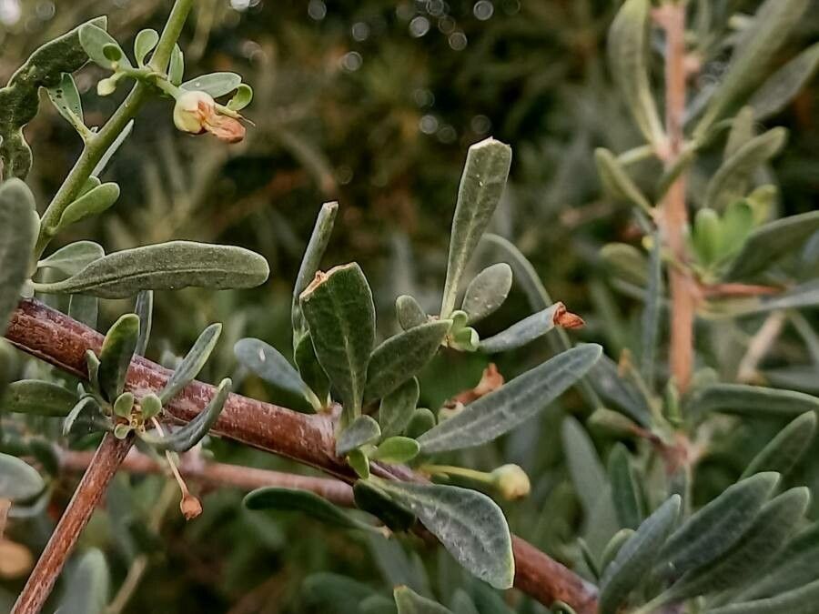 Rhamnus lycioides fruit