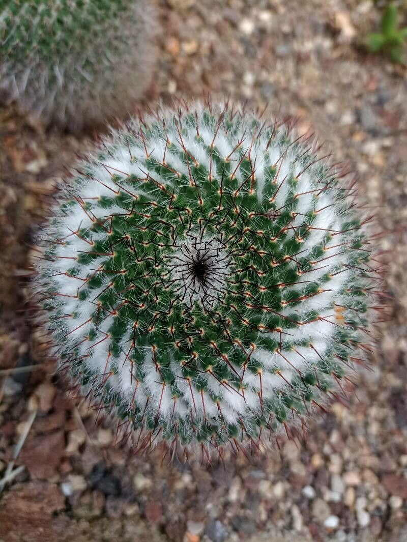 Mammillaria flavicentra leaf