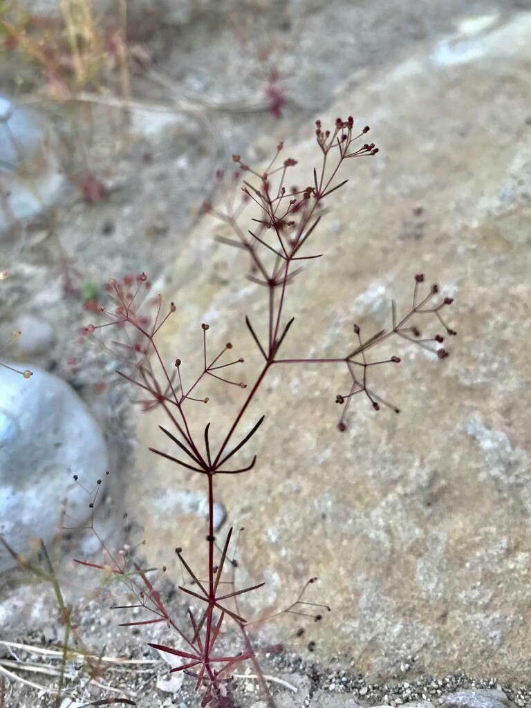Galium setaceum flower