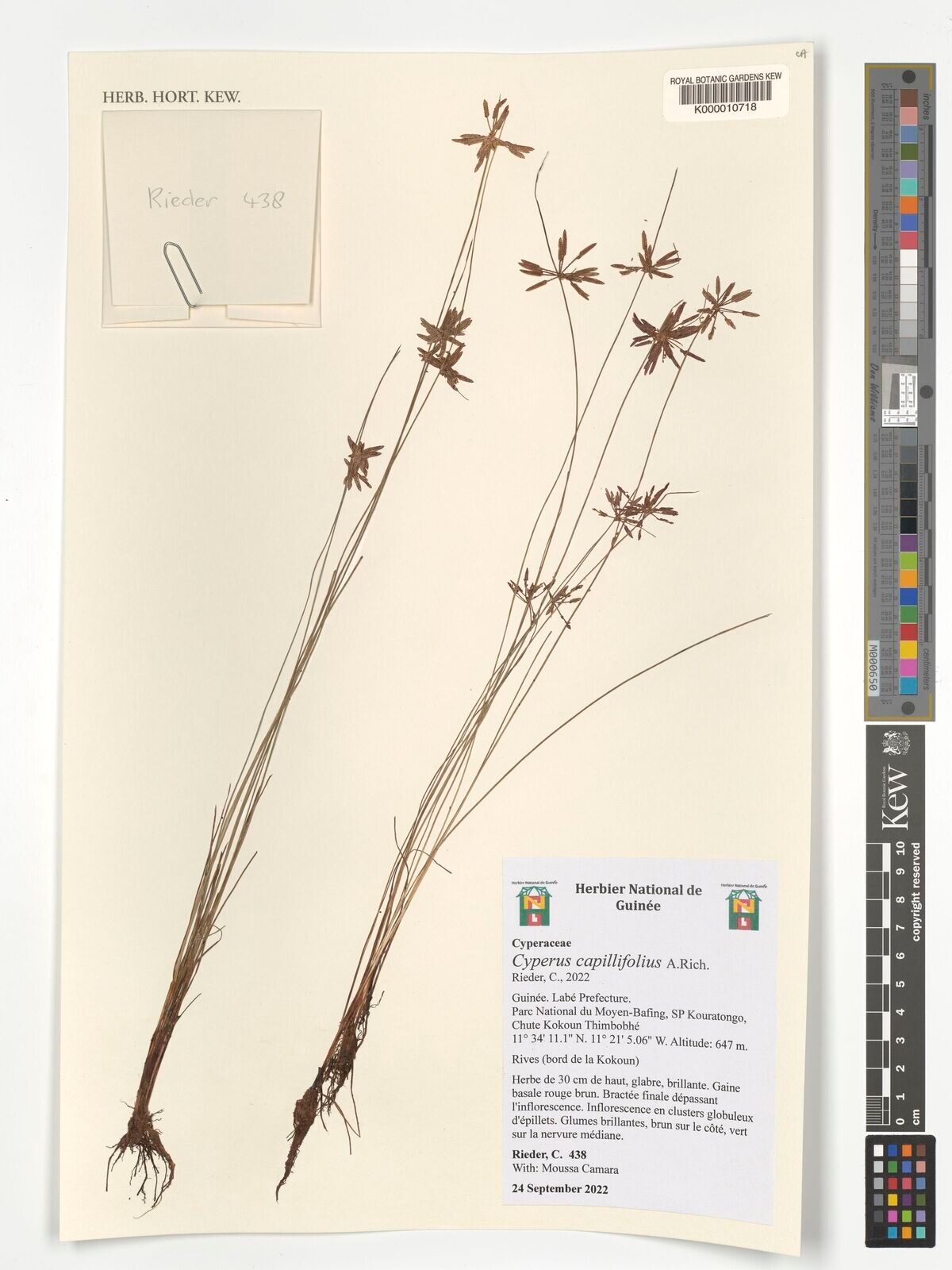 Cyperus capillifolius — houseplant care guide