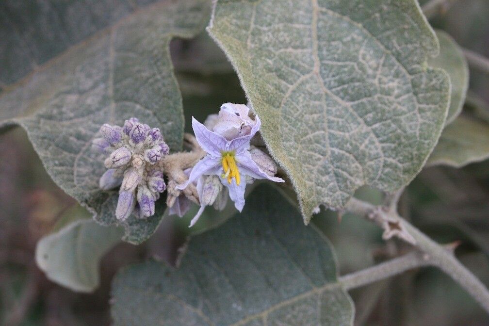 Solanum rude-pannum flower
