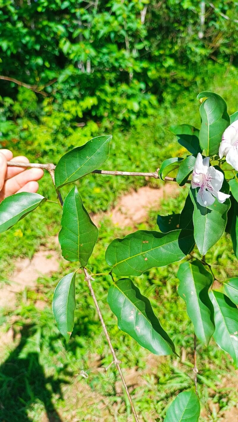 Bignonia sordida — houseplant care guide