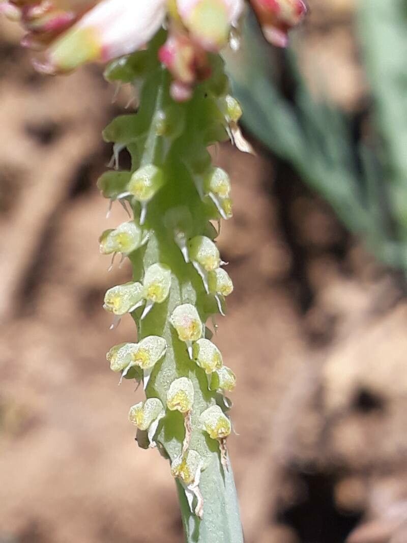 Platycapnos spicata fruit